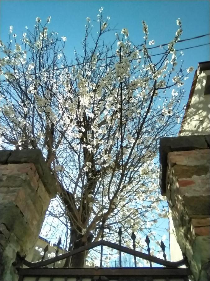 Freetime Τεργέστη Εξωτερικό φωτογραφία